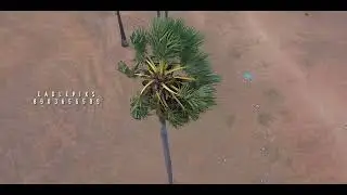 Palm tree / Drone view / Mavic2 Pro