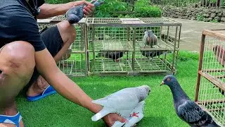 TANPA DI JODOHIN MERPATI TRAH DARI MAS RIZAL GIRING SENDIRI