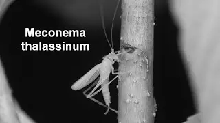 Meconema thalassinum -- Gemeine Eichenschrecke -- Oak Bush-cricket