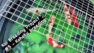 Koi Breeding Project #5 - Kohaku breeding #bigdvsfish #koi #koilovers #koipond #koifish #koifishpond
