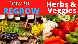 REGROW VEGGIES AND HERBS | ANYONE CAN DO | A TO Z BODYFORM