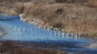 すっごい数のダイサギたち…とにかく白いサギ軍団←笑。富士山見えてたら白尽くし。大山から高尾山、浅川にて