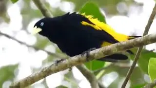 Flame-rumped (Yellow-rumped) Tanager