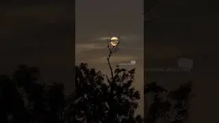 #quotes #quoteoftheday #nature #photography #naturelover #moon #moonknight #birds #tree #blogger