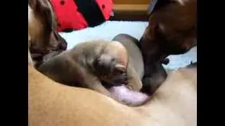 Nombeko Rhodesian Ridgebacks F-Wurf: zweite Woche/second week