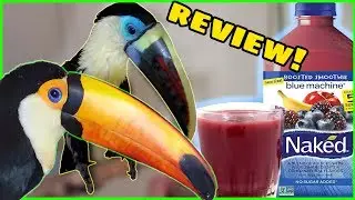 Toucan Reviews First Smoothie with Little Sister! (Naked Blueberry Blue Machine!)