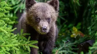 CUDDLY BEARS IN NATURE, UPBEAT FUN MUSIC, MOOD BOOSTER PLAYLIST, INNER SOUL PEACE