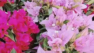 @MS-Jshorts is live good morning everyone happy Sunday all guy's