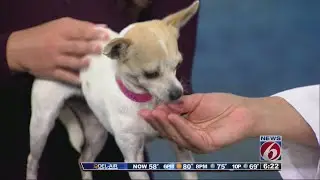Ask a Vet - Getting your pet ready for a disaster, micro-chip special at Pet Alliance
