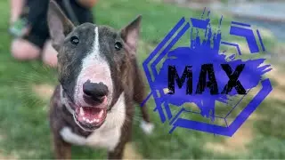 Taylorsville Dog Trainers || OLK9 Utah || 2 y/o Bull Terrier, Max