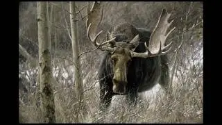 #23 - The Challenge Bull Moose by Robert Bateman