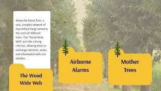 Fascinating facts about lives of trees