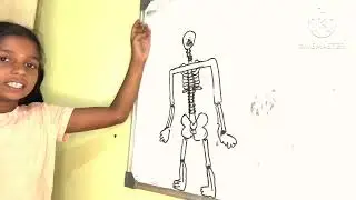 Human Skeleton System with Sketch | Biology Made Easy |Human Body Bones Drawing and Explanation