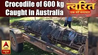 Twarit Vishwa: Crocodile Weighing 600 kg Caught in Australia | ABP News