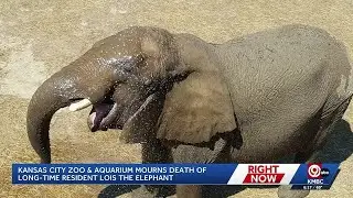 Kansas City Zoo & Aquarium mourns loss of 47-year-old elephant