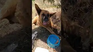 Rescate de una perrita abandonada - sector el trebal  | Santiago de Chile 