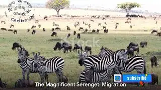 Spectacular Serengeti Migration: Marvel at Africa's Wildlife #SafariAdventure #WildlifeSpectacle