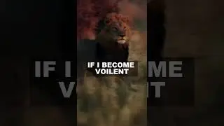 Lion Supremacy | Nature's Majestic Rulers
