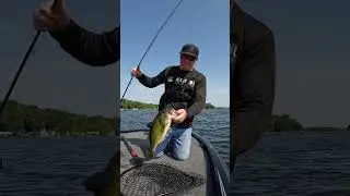 Post Spawn Bass #postspawn #bassfishngtips #howtocatchfish #shorts