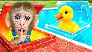 bon bon monkey play in Color Ball Pit Swimming Pool with Duckling  #monkey #monkeybaby #animalshome 