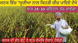 ਕਣਕ ਵਿੱਚ ਯੂਰੀਆ ਖਾਦ ਨਾਲ ਕਿਹੜੀ ਚੀਜ਼ ਪਾਇਏ ਦੇਖੋ। ਕਣਕ ਦੀ ਵੱਧ ਫੋਟ ਤੇ ਝਾੜ 28 ਤੋਂ ਪਾਰ। increase wheat yield