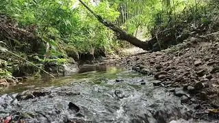 Enjoying the Beauty of Nature: Calming River Flow