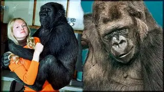 WHAT HAPPENED To Koko The Talking Gorilla?