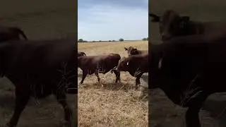 Alabama Bulls