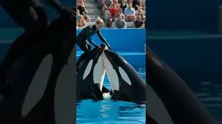 🦈Orca Attack caught on camera 📷  trainer Jessica Radcliffe ( TERRIFYING FOOTAGE) 💔
