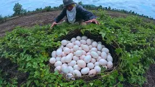 Oh Oh, farmer kills pick duck eggs ln rice field under grass naer the village