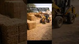 Wheat Straw Bales Available | Call 9399056912