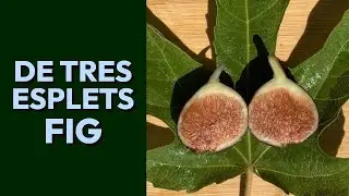De Tres Esplets Fig