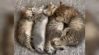 Cute kitten sleeping 😍🐱