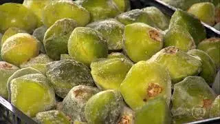 Plantio de cambuci &eacute; uma boa aposta para gerar renda