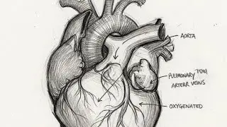 Structure of the human heart ❤️@art @viralhog @CrazyXYZ 