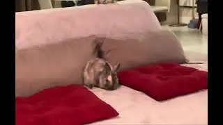 Счастье #rabbit #pets #бубузаяц #cute #милота #animals #bonheur #счастье