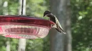 RUBY THROATED HUMMINGBIRD AT FEEDER I FILMED FROM MY OFFICE WINDOW I FLORIDA NATURE #hummingbird