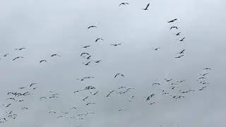 Snow Geese 😊