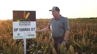 Sorghum Partners &reg; Product Profile- SP 58M85 DT