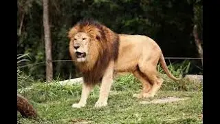 Church Humor: Two Explorers are Confronted by a Lion