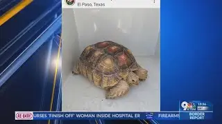 Lost tortoise finds its way home in El Paso
