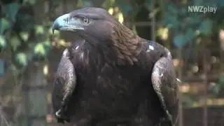 Steinadler Ghandi wieder zurück