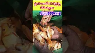 hybrid fish  seed delivery to  Hyderabad 😍7989562881😍#fishingvideo #fish #goldfish