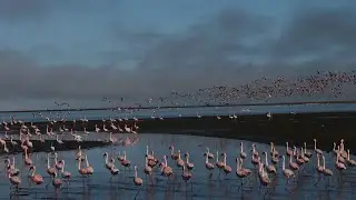 BIRDS -  NEAR WATER / DEPENDANT ON WATER | #NATURE | #bagga | #baggacreativity | #birds | #beauty