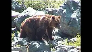 Grizzly surprises us at Salmon Glacier Alaska