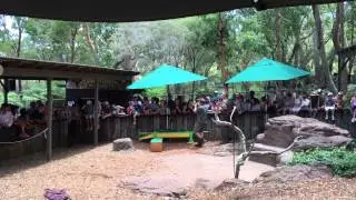Milking King Brown Snake - Australian Reptile Park - 29th December 2014