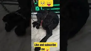 viral kr do mujhe bhi🥺 #viral #viralvideo #viral #animals #love