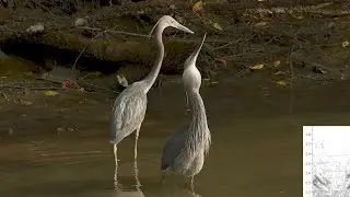Calls of the Great-billed Heron P2 (with spectro)