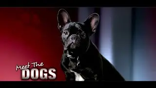 Ps3: Meet The Dogs - Naughty Dog | Behind The Scenes 2007