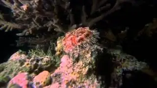 ocean origin